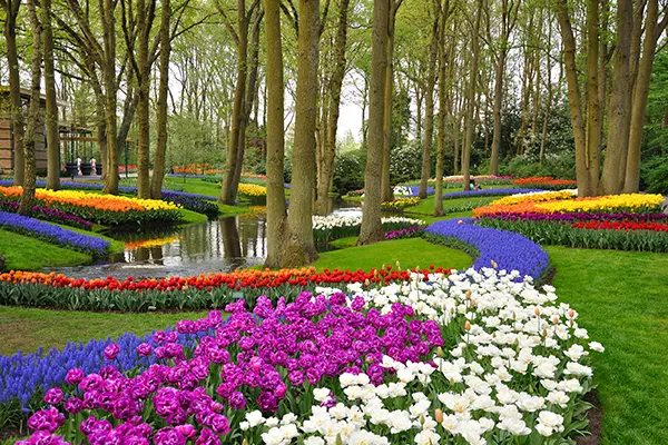 Colorful blooming tulips in Keukenhof park in Holland