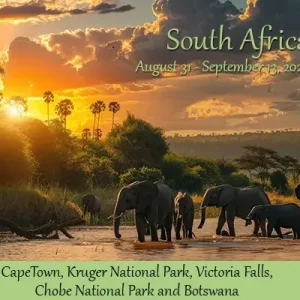 Elephants in the African Savanna with Sunset