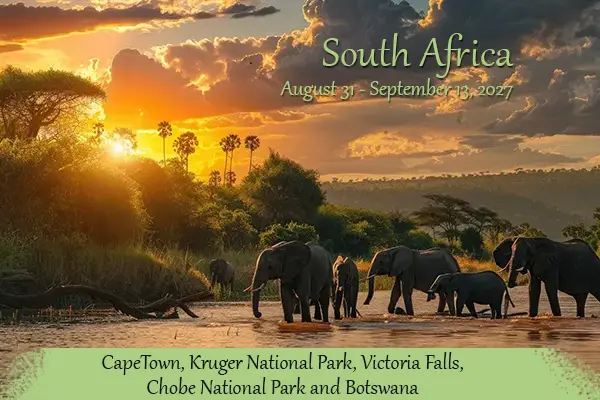 Elephants in the African Savanna with Sunset