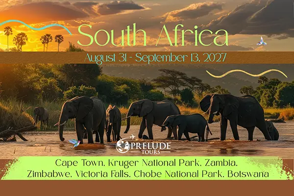 Elephants in the African Savanna with Sunset